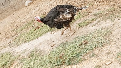 A turkey with black and white feathers is walking on a dirt and grass slope. The turkey has a pink head and neck. In the background, there is a beige wall. The area appears to be outdoors in a rural or semi-rural setting.