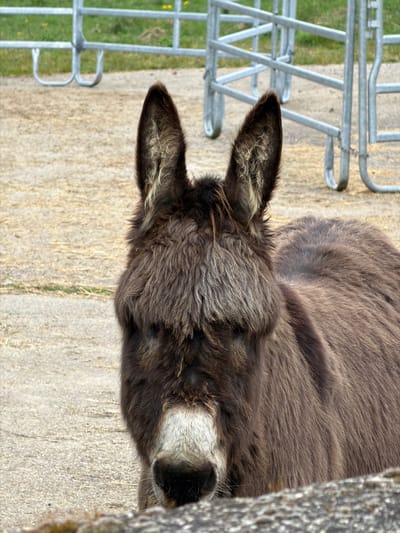A close-up, rotated image shows a donkey's head, with its ears pointing upwards and outwards. The donkey's fur is a mix of gray and brown. The muzzle is white. A metal fence is visible in the background, to the left of the donkey. The ground beneath the donkey appears to be a mixture of dirt and concrete. The location within Olingen, Luxembourg cannot be determined from the image.