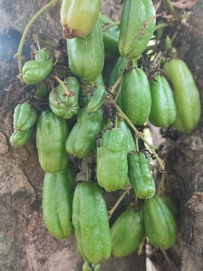A cluster of young, green bilimbi fruits hangs from a branch, suspended against a textured tree trunk. The fruits are elongated and somewhat oval-shaped, with visible ridges running along their surfaces. Some of the fruits appear to have dried brown remnants attached to them, possibly from flowers or earlier stages of development. The background is dominated by the rough, greyish-brown bark of the tree. The lighting suggests an outdoor environment, possibly in the morning or late afternoon, with a soft, diffused light illuminating the scene. There are no people or other living creatures visible in the image. The overall impression is a close-up view of a natural, agricultural setting. The image was taken in Blang Cut, Indonesia.