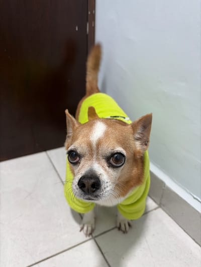 A tan Chihuahua wearing a neon green sweater looks up at the camera. The dog has big, dark eyes and a black nose. Its tail extends to the left, and its paws are visible on the white tiled floor. A dark wooden door is visible on the left side of the image. A white wall with a white baseboard is on the right. The image appears to be taken from a high angle, with the camera positioned looking downward at the dog.