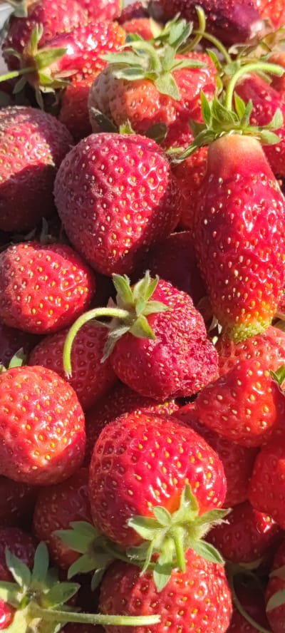 A close-up, vertical, eye-level shot captures a pile of fresh strawberries, their vibrant red skin glistening in natural sunlight. The fruits are closely packed together, creating a textured and abundant display. Each strawberry is dotted with numerous small, yellow seeds, and some exhibit slight imperfections or variations in shape, characteristic of freshly picked produce. The green stems and leaves are visible, adding a touch of freshness and contrast to the rich red hues. The background is blurred, emphasizing the strawberries as the sole focus of the image. The scene evokes a sense of natural bounty and simple beauty, likely from a farm or garden in the agricultural region of Пацейкаўскі сельскі Савет, Belarus.