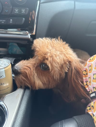 The image shows a close-up of a light brown dog with fluffy fur, resting its head on the center console of a car. The dog's right eye is visible and appears dark brown. To the left of the dog, a portion of a yellow can with text indicating "te." and "lla" is visible. The car's interior features a dark grey dashboard with various buttons and controls. A decorative fabric item with a geometric pattern in pink, orange, and yellow is partially visible on the right side of the frame, with a black tag labeled "OVAGER" attached. The scene is likely within a vehicle in Deerfield Beach, United States of America.