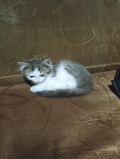 A fluffy kitten with gray and white fur is curled up on a textured brown couch. The kitten's eyes are partially closed and its head is tucked in, suggesting it is resting or sleeping. The couch has a subtle embossed pattern.