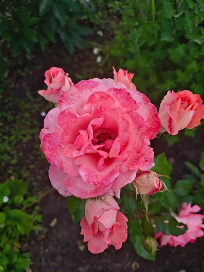 A close-up, high-angle shot captures a cluster of pink roses in bloom amidst lush green foliage. The largest rose, positioned centrally, displays a vibrant pink hue with lighter edges and speckles of a deeper pink. Surrounding it are several smaller roses and buds, varying in their stage of opening. Some petals are lightly dewed. The background consists of dark soil and out-of-focus green leaves. This scene is likely in the rural setting of Гарочыцкі сельскі Савет, Belarus.