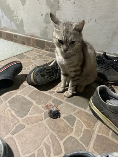 A tabby cat sits on a tiled floor next to a dead bird. The cat is grey with black stripes and is looking down at the bird. The bird is small and dark-colored, with its wings and legs tucked in. There are several pairs of shoes and boots scattered around the cat and the bird. The background is a concrete wall. The scene appears to be indoors, possibly in a garage or shed. The location is Zamostia, Ukraine.
