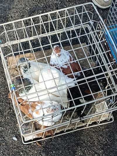 A wire cage containing several pigeons is on the ground. The pigeons are of various colors, including white, brown, and black. One pigeon at the top is mostly white with brown patches on its head and wings. Below it, a pigeon is predominantly white with grey markings on its head. Another pigeon, also white with grey markings on its head, is visible, as well as a predominantly black pigeon and another pigeon with brown and white markings. The cage is made of white wire and has a cardboard base. The ground beneath the cage appears to be asphalt or gravel. A blue object and a white shoe are visible in the background. The scene is lit by sunlight, casting shadows.