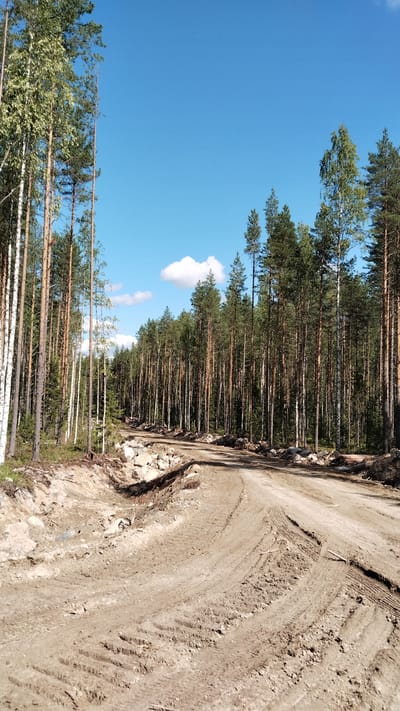 The image shows a rural dirt road in Vikshezero, Russia. The road is surrounded by a dense forest of pine and birch trees. The road surface is unpaved and shows tire tracks, indicating recent vehicle activity. Some rocks and earth have been displaced along the side of the road, suggesting construction or maintenance work. The sky is blue with a few scattered clouds, and the sun is shining. There are no people or animals visible in the image. The overall scene depicts a natural, undeveloped environment with evidence of human intervention in the form of the road.