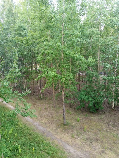 The image depicts a dense forest with numerous tall trees, predominantly aspens, with their characteristic light-colored bark. The trees are covered in lush green foliage, indicating a warm season, likely summer. The ground is covered with dry leaves and patches of grass, suggesting a natural, undeveloped area. A dirt path winds through the scene from the lower left, disappearing into the trees. In the background, glimpses of blue playground equipment can be seen through the trees, hinting at a nearby park or residential area. The overall impression is of a tranquil, outdoor setting on a clear day. No people or animals are visible. There is no visible text in the image. The location context of Noyabrsk, Russia, places this scene in a northern climate, likely experiencing its warmer months.
