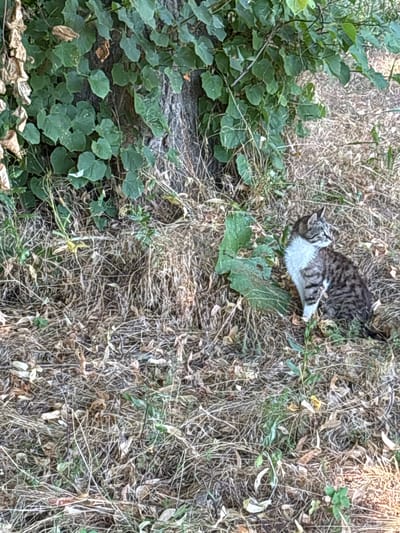 A medium shot depicts a tabby cat sitting in dry grass and fallen leaves next to a tree trunk in Kopanka, Moldova. The cat, which is primarily gray and black with white fur on its chest and chin, is facing to the right, with its ears perked. The tree trunk is in the background, with green leaves and vines growing on it. The ground is covered in a thick layer of dry grass and leaves, indicating an autumn setting. Sunlight filters through the foliage, creating dappled shadows on the ground. The overall scene is natural and outdoors.