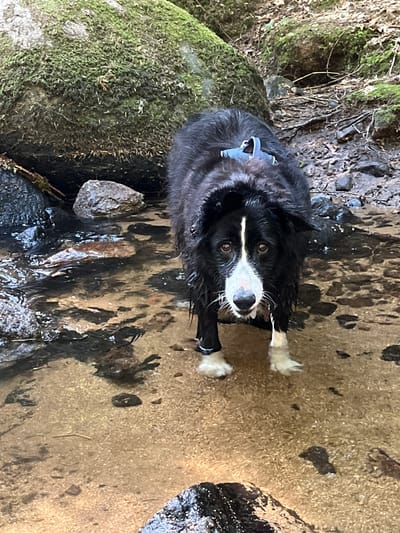A black and white border collie stands in shallow, clear water. The dog is facing the camera, with its fur wet and matted. It has a white blaze on its face and white markings on its paws. The dog is wearing a dark harness. The water appears to be a shallow stream or creek bed, with rocks and debris visible on the bottom. The surrounding environment is natural, with moss-covered rocks and foliage visible in the background. The scene is well-lit, suggesting it is daytime. The specific location within Saint-Thomas-la-Garde, France, cannot be determined from the image alone.