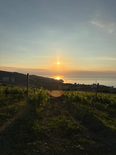 The image depicts a vineyard on a hillside overlooking a body of water and a city at sunset. The sun, a bright orange orb, is low on the horizon, casting a warm glow across the sky and water. In the foreground, rows of young grapevines are neatly planted, their green leaves catching the light. The soil in the vineyard is dark and appears to be tilled. Beyond the vineyard, the landscape slopes down towards the water.

The body of water, likely the Black Sea, is calm and reflects the colors of the sunset. A small town or city is visible along the coastline, characterized by buildings and a few taller structures, possibly telecommunication towers. In the distance, the hazy outline of mountains can be seen on the far side of the water. The sky is a gradient of pale blue at the top, transitioning to soft yellows and oranges near the horizon. A few faint wisps of clouds are present. There are no people or animals visible in the scene. The overall impression is one of tranquility and natural beauty at the end of the day. This scene is located in Lavrovoe, Ukraine.