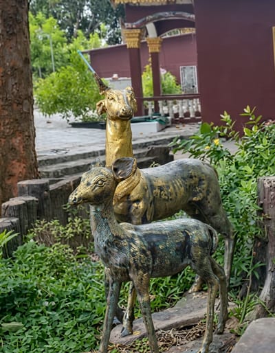 The image shows two deer statues in the foreground, with a building in the background. The larger statue, made of gold-colored metal, depicts a deer with a long neck and a single horn. The smaller statue, made of a darker, greenish-bronze metal, is in front of the larger one and appears to be a fawn. Both statues are detailed, with realistic proportions and textures.
The statues are situated in an outdoor setting, surrounded by lush greenery and some rough-hewn wooden posts. Behind the statues, a building with a reddish-brown facade and gold trim is visible. The building has a traditional architectural style with columns and decorative elements. The ground is paved with stones.
The scene appears to be a garden or a courtyard, possibly part of a temple or a historical site. The overall impression is one of tranquility and artistry.
The location is identified as Sihanoukville, Cambodia. While the specific location within Sihanoukville is not provided, the architectural style of the building suggests it could be a Buddhist temple or a similar cultural landmark often found in Cambodian cities. The presence of deer statues is also common in Buddhist iconography, symbolizing gentleness and wisdom.
No people are visible in the image. The environment is natural and somewhat wild, with dense vegetation and natural elements like trees and wooden posts. The lighting suggests it is daytime, with soft light illuminating the scene.