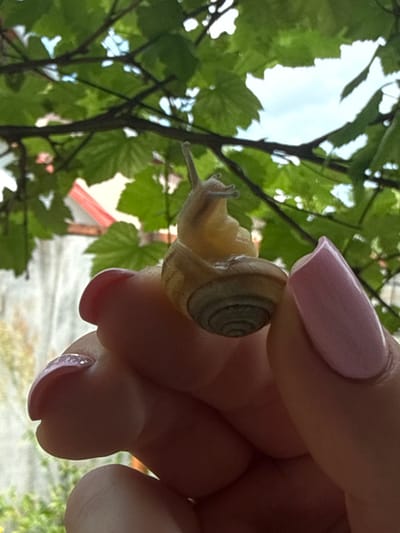 A close-up, waist-up shot shows a person's hand holding a small snail. The snail is a light brown color with a spiral shell, and it is positioned on the person's index finger. The person's fingernails are painted a light pink color. The background is blurred, showing green leaves and branches of a tree. In the distance, a red-tiled roof is visible, suggesting an outdoor setting, possibly a garden or backyard. The overall lighting suggests it is daytime. The image does not contain any information about the city of Bălțata, Moldova.