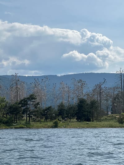 The image depicts a body of water in the foreground, with ripples suggesting a gentle breeze. Beyond the water, a grassy shoreline is lined with trees. Behind the trees, a dense forest stretches across a rolling hillside, forming a backdrop. The sky is partly cloudy, with large white cumulus clouds dominating the upper portion of the frame. In the mid-ground, numerous bare, dead trees stand starkly against the greenery and the distant hills. These trees are populated by a large number of black birds, perched on their branches. A few living, green trees are interspersed among the dead ones. The scene appears to be a natural landscape, possibly a lakeside or riverbank, within or near Tsigov Chark, Bulgaria. There are no people visible in the image.
