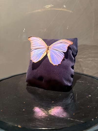 The image shows a mounted butterfly specimen resting on a dark purple velvet cushion. The cushion sits on a dark, possibly lacquered, circular surface, likely a table. The butterfly has light purple and tan/brown wings with intricate vein patterns. The environment includes reflective surfaces, suggesting the objects are indoors and possibly in a museum or collection setting. While the location is requested to be Biberach an der Riß, Germany, there are no visual clues in the image to confirm this.
