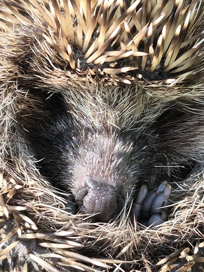 A close-up, overhead shot captures the snout and front paws of a hedgehog nestled within dry grass and its own quills. The hedgehog's snout is a textured, pinkish-grey, with visible pores and fine hairs. Its front paws, tucked inwards, are grey and show distinct digits. The surrounding environment is composed of dried, straw-like vegetation, interspersed with the hedgehog's sharp, beige and brown quills. The lighting suggests it is daytime, with sunlight casting shadows and highlights on the quills and snout. This image was taken in the city of Sars, Russia.