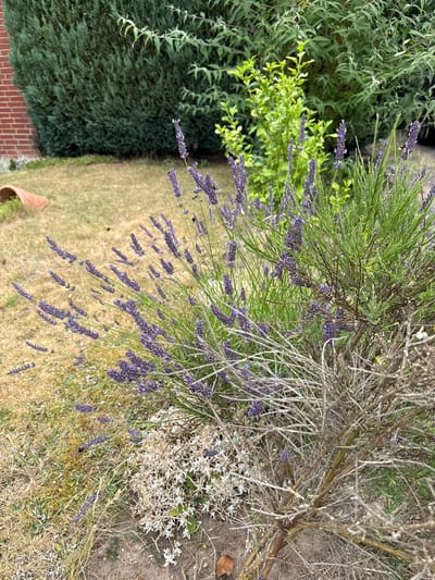 A close-up, slightly overhead shot captures a garden scene in Weeze, Germany. The focal point is a large lavender bush with prominent purple flower spikes and dry, woody branches. Several bees are actively buzzing around the lavender, engaged in pollination. To the left of the lavender, a patch of dry, yellowed grass is visible, with a few scattered green shoots and a terracotta drainage pipe shard in the background. Behind the lavender, a dense, dark green conifer hedge forms the backdrop on the left, bordering a red brick wall. To the right of the conifer hedge, a lighter green shrub with thin branches and leaves is present. The overall environment suggests an outdoor garden space.