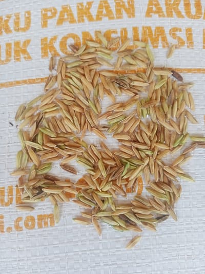 The image shows a close-up view of a pile of paddy rice seeds scattered on a white woven sack. Some text, likely part of a printed design, is visible in orange on the sack. The seeds are mostly light brown and tan with hints of green, reflecting varying degrees of maturity. The scene appears to be outdoors in Puntimatangkuli, Indonesia, given the prompt's context.