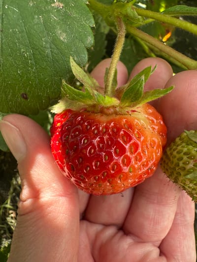 A close-up, overhead shot captures a partially ripe strawberry being held in a person's hand. The strawberry is primarily red with some lighter orange hues, and its surface is covered with small, brown seeds. To the right of the main strawberry, a smaller, green, unripe strawberry is visible. The hand holding the fruit appears to be an adult's, with visible fingerprints and texture on the skin. The background consists of green strawberry leaves and stems, suggesting the strawberries are growing on a plant. The lighting indicates it is daytime, with sunlight casting shadows and highlighting the textures of the fruit and hand. The image does not provide any context for the location within Piriutino, Russia, nor does it depict any specific actions or interactions beyond the person holding the strawberry.
