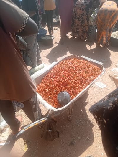 This image depicts an outdoor market scene in Gurku Gwari, Nigeria, under bright daylight. The primary focus is a metal wheelbarrow positioned centrally, filled with a large quantity of small, dried red chili peppers. A dark, possibly metal or plastic, measuring scoop or small bucket rests within the peppers in the wheelbarrow. The ground consists of dry, light brown soil or dust.
Several individuals are present, mostly partially visible, suggesting a busy environment. In the foreground on the left, a person is partially visible, wearing a brown garment with a patterned sleeve and dark trousers. Behind the wheelbarrow and to the right, multiple figures, predominantly women, are seen standing and moving. One woman wears a brown and orange patterned garment, bending over an item or container on the ground. Other individuals wear various forms of traditional or modest attire, including long skirts or dresses. Shadows cast on the ground indicate a high sun angle. Various other containers, including dark buckets and tubs, some appearing to hold light-colored grains or produce, are visible on the ground around the market stalls.