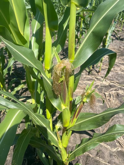 A close-up shot shows several corn stalks in a field. One stalk in the foreground has a developing ear of corn with light brown silks emerging from a green husk. The corn leaves are a vibrant green, with some showing thin, lighter green stripes. The stalks are thick and green, with some reddish-brown streaks visible on one of them. The ground is dark soil, covered in some dry plant debris. In the background, more corn stalks are visible, creating a dense field under a clear, bright sky. The image appears to have been taken outdoors during daylight hours.