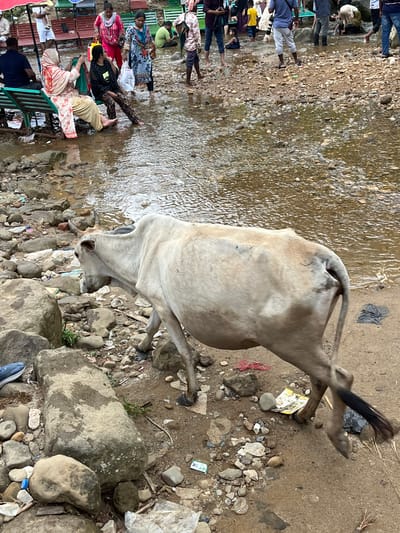 A light-colored cow walks along a rocky, sandy bank of a shallow, clear river in Jaflong, Bangladesh. The cow is facing left and its tail is swishing. Behind the cow, several people are visible wading in the river or sitting on benches along the bank. Some are wearing colorful clothing, while others are dressed in more casual attire. Benches and umbrellas are present on the bank, suggesting a tourist or recreational area. The environment is a mix of natural elements like stones and water, with some scattered litter visible.