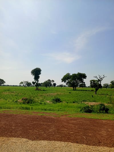 A landscape photograph shows a wide expanse of green grassland dotted with trees under a clear, pale blue sky with wispy clouds. In the foreground, a dirt road of reddish-brown soil stretches across the bottom of the frame. The grassland is lush and appears to be a mix of short grass and small bushes. Several trees of varying sizes and shapes are scattered throughout the field, with some in the mid-ground and others in the background, suggesting a rural or semi-rural environment. The lighting indicates it is daytime, with soft sunlight illuminating the scene. The overall impression is one of a serene, natural landscape. This scene is located in Kafin Madaki A, Nigeria.