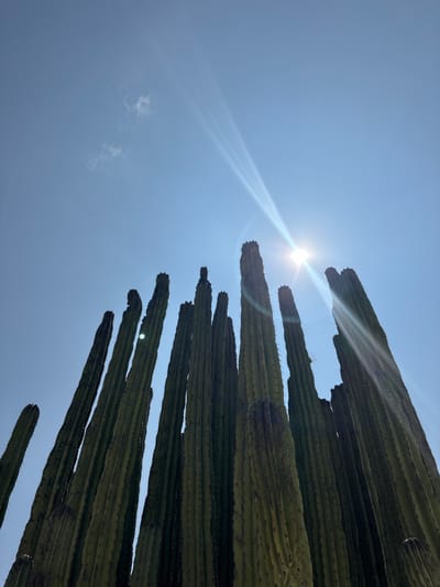 The image depicts a view from below, looking up at a group of tall, columnar cacti against a clear blue sky. The sun shines brightly, creating a lens flare effect in the upper left portion of the frame. The cacti are green with vertical ridges and spines. The photograph was likely taken in Tehuixtla, Mexico.