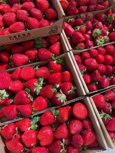This media file is a close-up, overhead shot of several cardboard boxes filled with ripe strawberries. The scene is likely outdoors, given the natural lighting and the texture of the strawberries, which suggests they have been recently picked. The boxes are stacked and arranged in a market stall or a produce stand, a common sight in a tourist destination like Port de Pollença, Spain.

The strawberries are the primary subjects, displaying a range of vibrant red hues and varying sizes, with some being larger and more perfectly shaped than others. Green stems and leaves are visible on many of the fruits, indicating their freshness. The cardboard boxes themselves are a neutral brown color, providing a natural backdrop that makes the red of the strawberries stand out.

One of the boxes has a visible piece of printed cardboard sticking out diagonally, featuring text that appears to be in Spanish. The text reads "FRESA" at the top, followed by "DE MANACOR," and "PASQUAL," suggesting the variety or origin of the strawberries. Below this, more text is visible, "DEL COR DE LA TERRA AL TEU PLAT," which translates to "from the heart of the earth to your plate." This text suggests the strawberries are locally sourced and of high quality.

There are no people visible in the frame, nor is there any indication of the specific time of day or weather conditions beyond the bright, natural lighting. The overall impression is one of fresh produce ready for sale, evoking a sense of abundance and natural goodness. The focus on the texture and color of the strawberries, combined with the artisanal text on the packaging, creates an appealing visual of a healthy and delicious product.