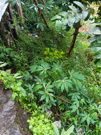 The image displays an overgrown, uncultivated area in Inawi, Papua New Guinea, under natural daylight. The scene is densely packed with various green vegetation. Prominently featured in the foreground and mid-ground are multiple plants with large, multi-lobed palmate leaves, consistent with cassava (Manihot esculenta). Taller trees and shrubs, including one with large ovate leaves in the upper right, punctuate the dense growth. Several tree trunks, some with peeling bark, are visible vertically on the left and center-right. The ground is entirely covered by a mix of grasses, weeds, and smaller green plants. In the lower left, a dark, wet, textured surface, resembling a concrete or stone retaining wall, is partially visible. Discarded refuse is scattered within the foliage: white and yellow plastic bags or packaging are discernible in the upper background, a white plastic cup is visible in the lower mid-right, and a clear plastic bottle is partially seen adjacent to it. No individuals, animals, or human activities are depicted.