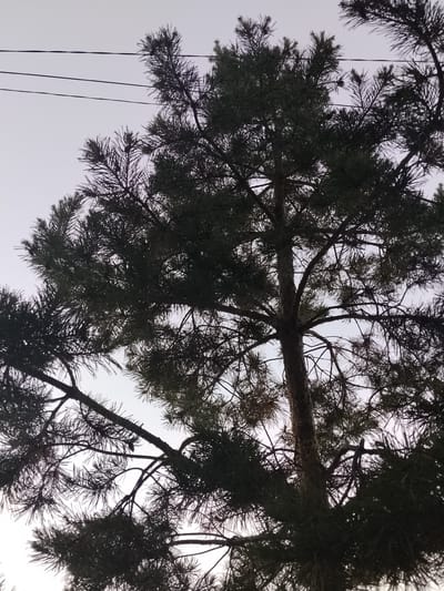 The image shows a silhouette of a pine tree against a pale sky. Several power lines are visible in the upper portion of the frame, stretching horizontally across the sky. The tree's branches are dense with needles, obscuring much of the sky and creating a dark, textured silhouette. The scene appears to be outdoors, likely in a residential or natural area where trees grow near power lines. No people or specific landmarks of Mikhailovka, Russia are visible. The lighting suggests it might be dusk or dawn, or an overcast day.