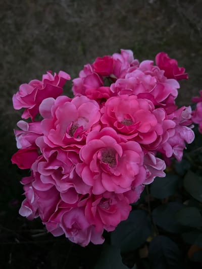 A close-up, vertical shot showcases a cluster of vibrant pink roses in full bloom. The flowers are densely packed, with numerous petals unfurling to reveal their intricate textures and soft hues. Some petals exhibit lighter pink or whitish edges, adding depth and contrast to the overall composition. The background is a dark, out-of-focus expanse, suggestive of foliage or a garden setting, allowing the roses to be the primary focal point. The lighting appears to be soft, possibly from an overcast sky or diffused natural light, enhancing the delicate beauty of the blossoms. No people or specific landmarks identifiable to Rumia, Poland are present in the image.