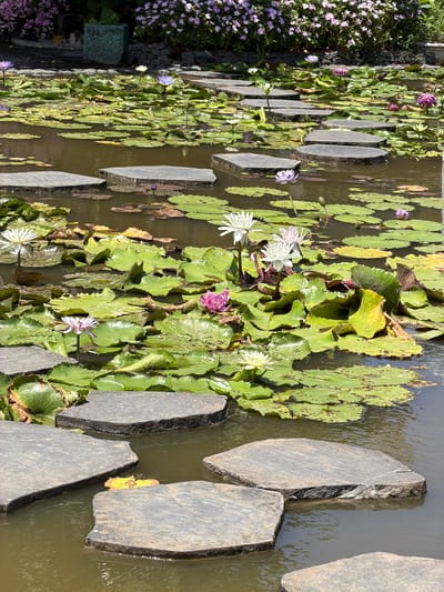 The image shows a pond with stepping stones, lily pads, and water lilies. The stepping stones are flat, gray, and irregularly shaped, placed at intervals across the water. The lily pads are large and green, some floating flat on the surface, while others are curled and textured. Various water lilies are in bloom, featuring white, pink, and purple petals. The water is a murky brown color. In the background, there are flowering plants with small purple and white blossoms, and behind them, dark green foliage. The setting appears to be a garden or park, possibly in Hòa Đa, Vietnam, given the context. There are no people visible in the image.