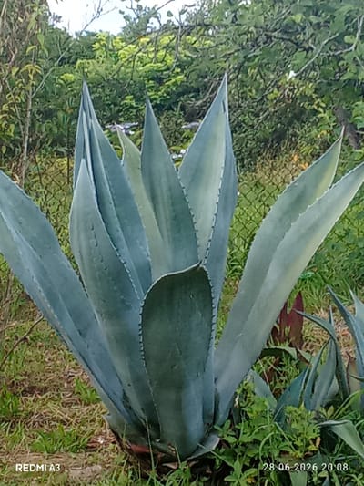 This media file is a close-up, portrait-oriented photograph of a large agave plant. The plant has thick, fleshy, bluish-green leaves that are pointed and edged with small teeth. The leaves are arranged in a rosette pattern, with newer leaves emerging from the center. The background of the image consists of lush green foliage, suggesting an outdoor setting in a natural environment. A wire fence is visible behind the plant, partially obscured by leaves and branches. The ground around the plant is covered with dry grass and some smaller green plants.
The image appears to have been taken in the late afternoon or early evening, given the lighting conditions. There are no people or animals visible in the frame, and the scene is static, focusing solely on the plant. The overall mood is tranquil and natural.
Visible text in the image includes "REDMI A3" in the bottom left corner, likely indicating the device used to capture the photo, and a date and time stamp "28.06.2026 20:08" in the bottom right corner. The provided location context is Pshap, Abkhazia.