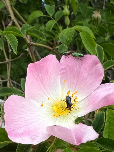 The image depicts a pink flower with a black beetle on its petals and two iridescent green beetles on a leaf adjacent to the flower. The flower has a white center with yellow stamens. The background consists of green leaves and branches. The location is Sushitsa, Bulgaria.