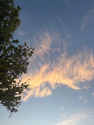 The image depicts a view looking up towards the sky. Predominantly, the scene is composed of a blue sky with long, wispy clouds that appear to be illuminated with a warm, golden light, possibly from the sun setting or rising. In the lower portion of the image, the foliage of trees is visible, silhouetted against the sky, suggesting the location is likely outdoors in a natural or park-like setting. There is nothing that explicitly confirms the location as Himmafushi, Maldives, as this would require specific local landmarks or identifiers.