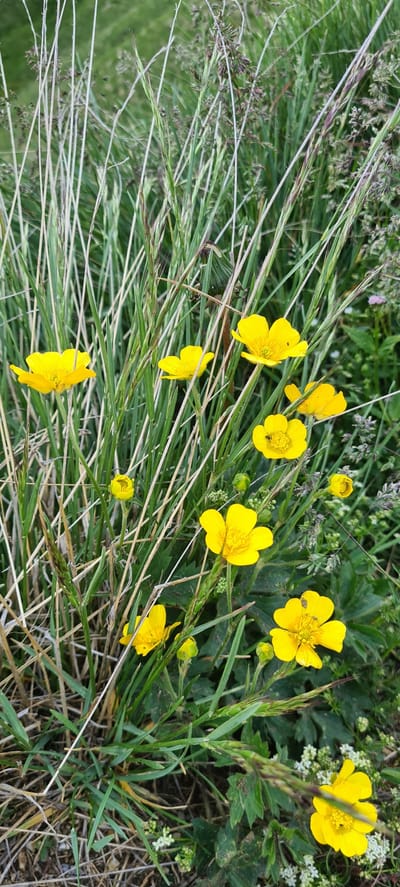 This media file features a close-up, ground-level view of bright yellow buttercup flowers interspersed with tall, green grass and some dried grass stalks. The scene is natural and appears to be outdoors, likely in a meadow or a wild grassy area. The buttercups are the primary subjects, with several in bloom and a few buds visible. Their petals are glossy and radiant, indicating a sunny day.
The activity depicted is simply the natural state of these wildflowers growing in their habitat. There are no people or animals explicitly visible, though the presence of insects on one of the flowers suggests a living ecosystem. The lighting suggests it is daytime, with clear conditions allowing the vibrant yellow of the flowers to stand out against the greenery.
Notable details include the variety of textures: the smooth petals of the buttercups, the fine blades of green grass, and the rougher, dried stalks. Some small, white flowers are also present in the background, adding to the floral diversity. The overall impression is one of natural beauty and tranquility. No text is visible in the image. Given the location context provided, this scene could be representative of the alpine meadows found in Sëlva - Wolkenstein - Selva di Val Gardena, Italy during the blooming season.
