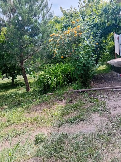 The image depicts an outdoor scene with lush vegetation and a dirt path. In the foreground, a patch of dry dirt is surrounded by green grass and some weeds. A long, rusty pipe lies horizontally across the path. In the middle ground, there's a dense clump of tall, green grass and a bush with yellow flowers. To the left, a young pine tree stands with its branches reaching upwards. Behind the yellow-flowered bush, a larger tree with green foliage is visible. Further to the right, a concrete structure is partially visible, with some white fabric hanging on a clothesline. The background consists of more green trees under a bright sky. The scene appears to be a backyard or a garden area. There are no people visible in the image. This location is identified as Karbi, Armenia.