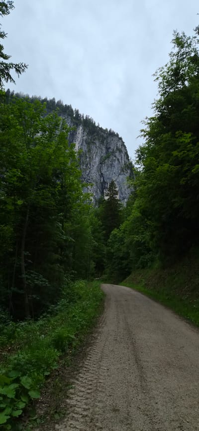 This is a vertical, eye-level shot of a dirt road curving to the right, leading into a dense forest with a sheer, rocky cliff face rising in the background under a gray, overcast sky. The road surface shows tire tracks. Lush green foliage, including trees and undergrowth, flanks the road and partially obscures the view of the cliff. The rocky cliff is gray with visible striations and vegetation growing in its crevices. The scene is devoid of people. The overall atmosphere is that of a natural, possibly remote, mountain landscape. The location is confirmed as Fischbachau, Germany.