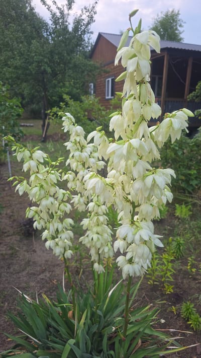 In the city of Yasnohorodka, Ukraine, an outdoor scene depicts a cluster of tall, white yucca flowers in bloom. The yucca plant is in the foreground, with its long, sword-like green leaves at the base, and several stalks rising upwards adorned with numerous bell-shaped white flowers and developing buds. In the background, a wooden house with a dark roof and a porch is visible, surrounded by trees and foliage. The ground is covered with dark soil, with some scattered dry leaves. The sky appears overcast. The image captures a natural setting with a dwelling, suggesting a residential area or garden.