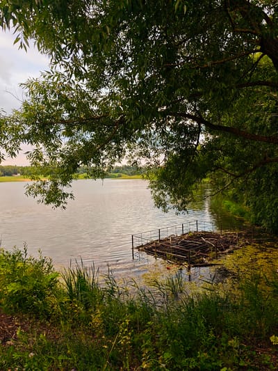 This image captures a serene lakeside scene in rural Russia, likely during the late afternoon or early evening, given the soft, diffused light. The foreground is dominated by lush, green vegetation, including tall grasses and various leafy plants, bordering the calm, rippling surface of a lake.
The lake itself occupies a significant portion of the frame, reflecting the muted tones of the sky. A notable object is a partially submerged, rustic wooden platform or raft, constructed from logs and metal framing, situated near the shore. It appears weathered and somewhat overgrown with algae and aquatic plants, suggesting it has been there for some time.
Beyond the lake, the landscape rises gently, covered in green fields and dotted with distant trees. The sky is partly cloudy, with a gentle transition of colors suggesting the day is winding down. The overall mood is peaceful and natural, evoking a sense of tranquility and the beauty of the Russian countryside. There is no visible text in the image.
