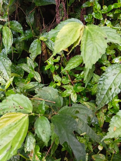 The scene depicts a dense, verdant natural environment within Desa Mburukulu, Indonesia. The foreground and midground are filled with a variety of green plant leaves and stems, exhibiting diverse shapes and textures. Several leaves display visible signs of predation, characterized by irregular holes and chewed edges. The foliage appears moist, indicative of recent precipitation or high humidity. Dark brown plant tendrils and intertwining stems are present throughout the dense growth. The background is largely indistinct, consisting of shadowed areas obscured by the layered vegetation. No human figures, animals, or man-made objects are present in the frame.