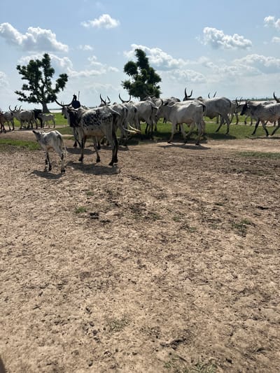 This image captures a herd of cattle in Dobeli, Nigeria, under a bright, partly cloudy sky. The cattle, a mix of white with black markings and solid white, are gathered in a line along a dusty, dry terrain. Their distinctive humped backs and curved horns are prominent features. A few trees with lush green foliage are scattered amongst the herd, providing small patches of shade. The ground is predominantly a dry, cracked earth, suggesting a dry season or arid environment. In the background, the sky is filled with large, fluffy white clouds, typical of a sunny day.
The scene appears to be a tranquil, pastoral moment. The cattle are mostly still, some grazing or resting, while others stand in a formation, possibly awaiting movement or gathering. A silhouette of a person, possibly a herder, is visible on one of the cows, holding a stick. The lighting suggests it is daytime, likely late morning or early afternoon, given the clear sky and the shadows cast by the cattle and trees. The overall mood is peaceful and serene, evoking a sense of rural life and the natural rhythm of the landscape in Nigeria.