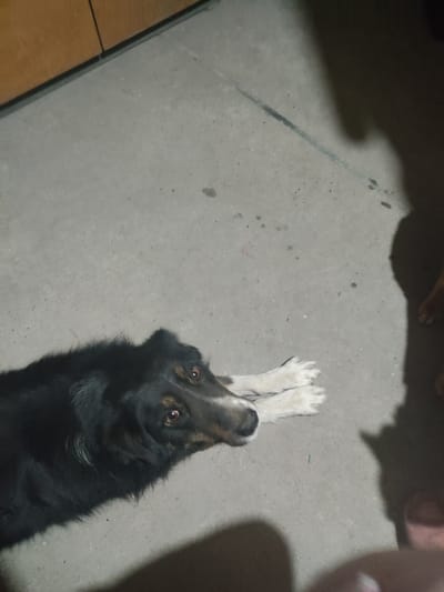 A black and white dog is lying on a grey concrete floor. The dog is positioned in the lower left corner of the image, looking up with brown eyes. The dog's front paws are extended in front of it. A shadow is cast on the right side of the image. The image contains a section of brown cabinets in the upper left corner. The location of the image cannot be determined to be Yerzhovo, Moldova.