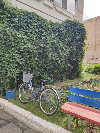 The image depicts an outdoor scene likely in Lisakovsk, Kazakhstan, featuring a blue bicycle parked next to a wall covered in dense green ivy. A two-toned bench, with a red seat and a blue backrest, is positioned in the foreground to the right of the bicycle. The ground is covered with grass and some scattered plants. In the background, a brick building is visible. The overall environment appears to be a courtyard or a public space. There are no people or animals present in the image. The lighting suggests it is daytime.