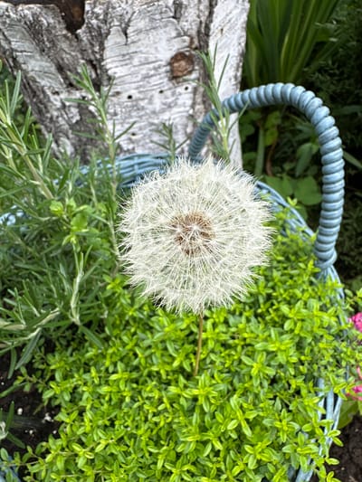 A close-up, eye-level shot shows a dandelion seed head in the center of the frame. It is surrounded by lush green foliage, which appears to be in a garden or planter. In the background, a textured, greyish-white tree trunk stands to the left, with a blue, coiled basket handle curving into the frame from the right. The environment suggests an outdoor setting, possibly a garden in Ромашкино, Russia, with elements of natural and decorative objects. The lighting appears to be natural daylight, highlighting the delicate details of the dandelion and the vibrant green of the plants.