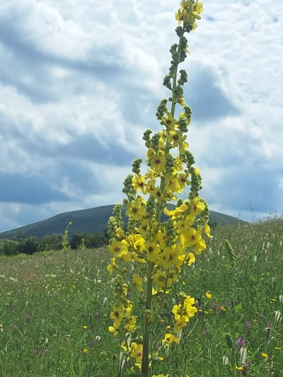 A tall, yellow flower stalk with small yellow blossoms and green buds dominates the foreground of the image. The flower is positioned slightly to the right of the center and extends towards the top of the frame. The background consists of a grassy field dotted with small purple and yellow wildflowers, and a blurred green hill under a cloudy sky. The image appears to be taken outdoors in a natural environment. No people or animals are visible. The location is identified as Юца, Russia.