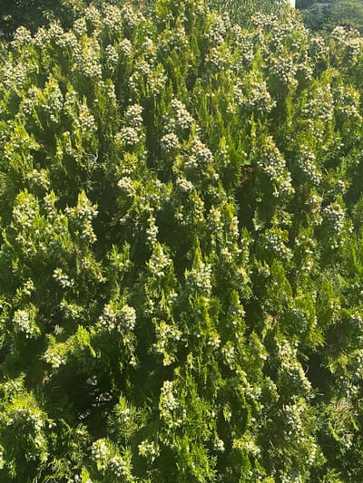A close-up, eye-level full shot captures a densely foliated evergreen shrub or small tree. The branches are covered in bright green, scale-like foliage, interspersed with numerous small, pale green or whitish flower clusters or developing cones. The lighting suggests it is daytime, with sunlight highlighting the upper portions of the shrub and casting some shadows within its dense structure. The background is out of focus, showing hints of other greenery, indicating an outdoor setting, possibly a garden or park. There are no people or discernible man-made objects within the frame. The scene is devoid of any action or interaction. This photograph was taken in Monticelli Terme, Italy.