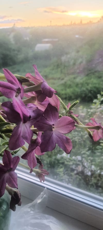 In Loginovo, Russia, a close-up shot focuses on a cluster of delicate, deep pink flowers with trumpet-shaped petals. The flowers are positioned in the foreground, resting on a windowsill, with their stems and leaves extending to the right. Beyond the flowers, through a window pane, a misty, green landscape unfolds, suggesting an outdoor environment. The background is characterized by rolling hills and distant vegetation, bathed in the soft, warm glow of a sunset. The sky above is a gradient of pale orange and pink, with faint clouds. The overall scene captures a serene moment, blending the natural beauty of the flowers with the atmospheric light of the evening sky.