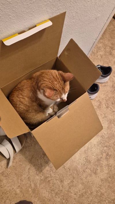 The image shows an orange and white cat curled up inside a cardboard box. The box is open and sits on a tiled floor. In the background, there are a pair of dark athletic shoes. The wall behind the box is textured. The overall scene appears to be indoors. This image does not contain any information that would indicate its location in Miltenberg, Germany.